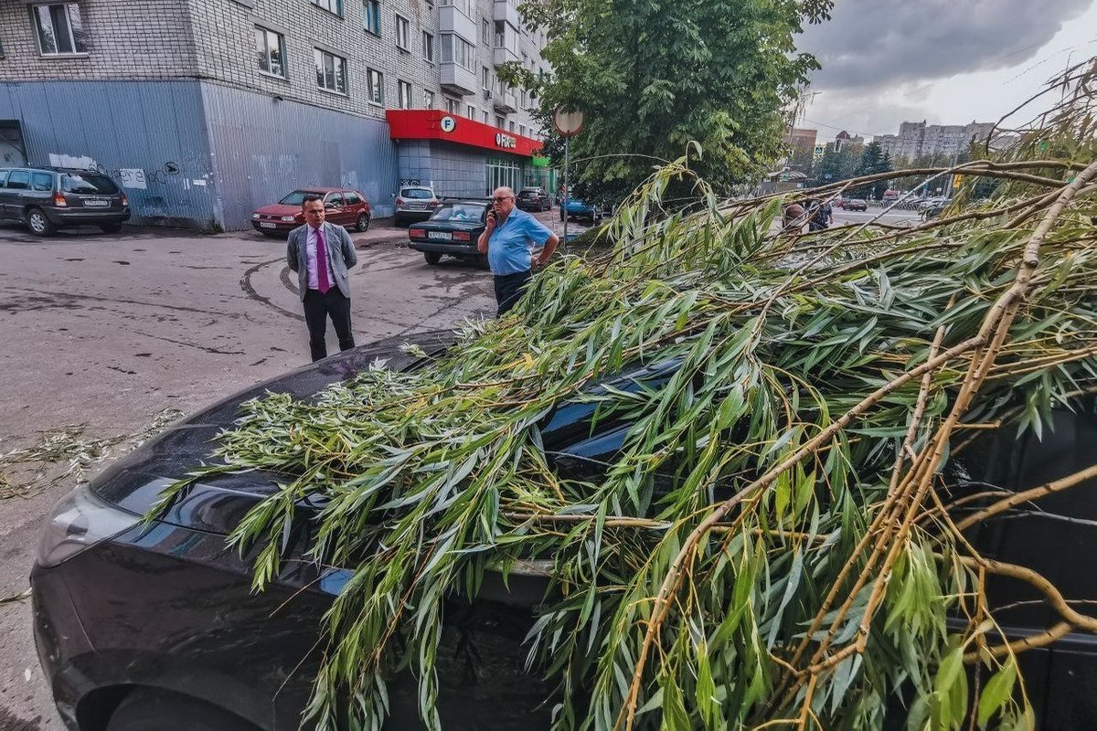 Дерево придавило машину на улице Крахмалева в Брянске