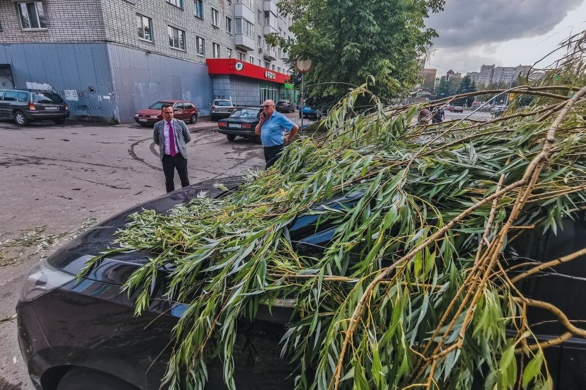 Дерево придавило машину на улице Крахмалева в Брянске - МК Брянск