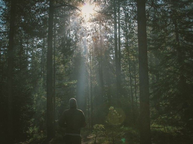 В МЧС рассказали новгородцам, как подготовиться к прогулке по лесу
