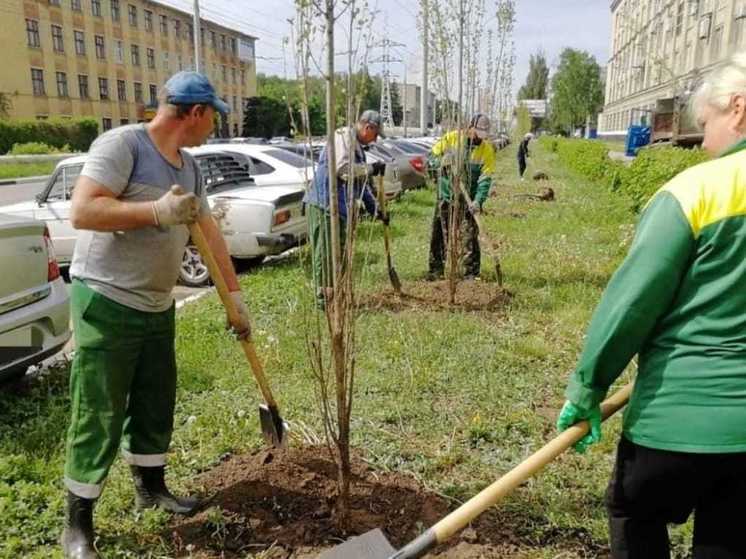 Осенью в Тамбове высадят почти 1000 крупномеров