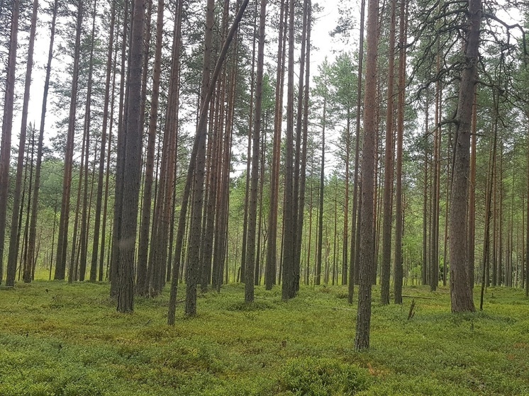 Жители деревни Карелии нашли в лесу заблудившихся туристов-грибников