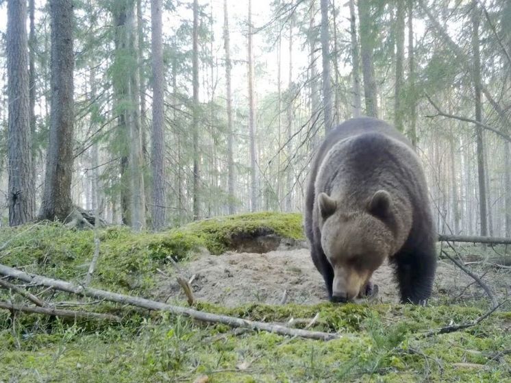 Медведи из ленинградских лесов начали активно готовиться к зиме
