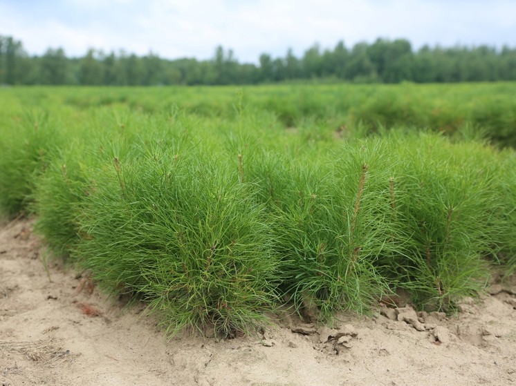 На площади 750 га в Подмосковье высалили сеянцы ели, дуба и сосны