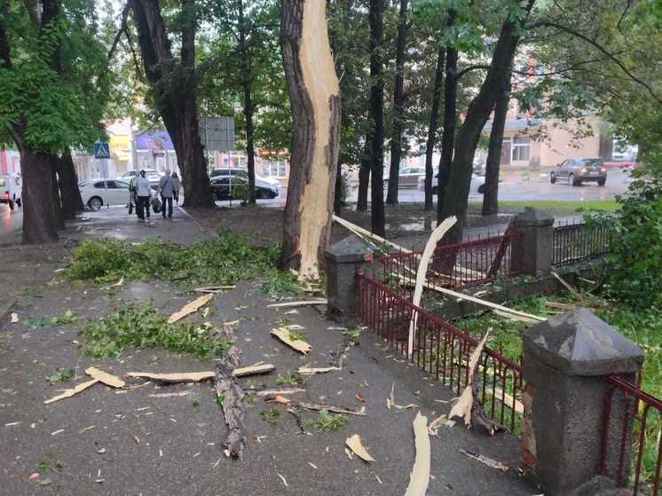 В Кисловодске молния ударила в дерево