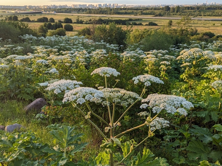 Дорожники уничтожили 80 гектаров борщевика в Ленобласти