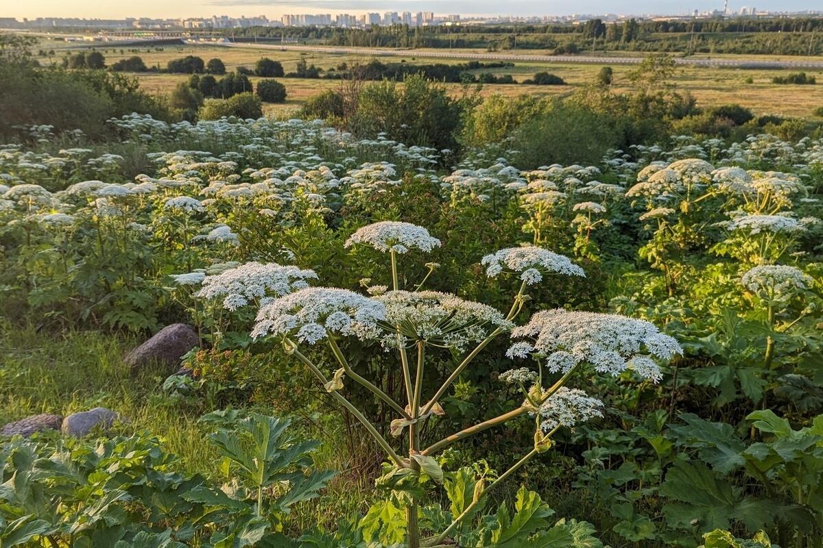 Дорожники уничтожили 80 гектаров борщевика в Ленобласти