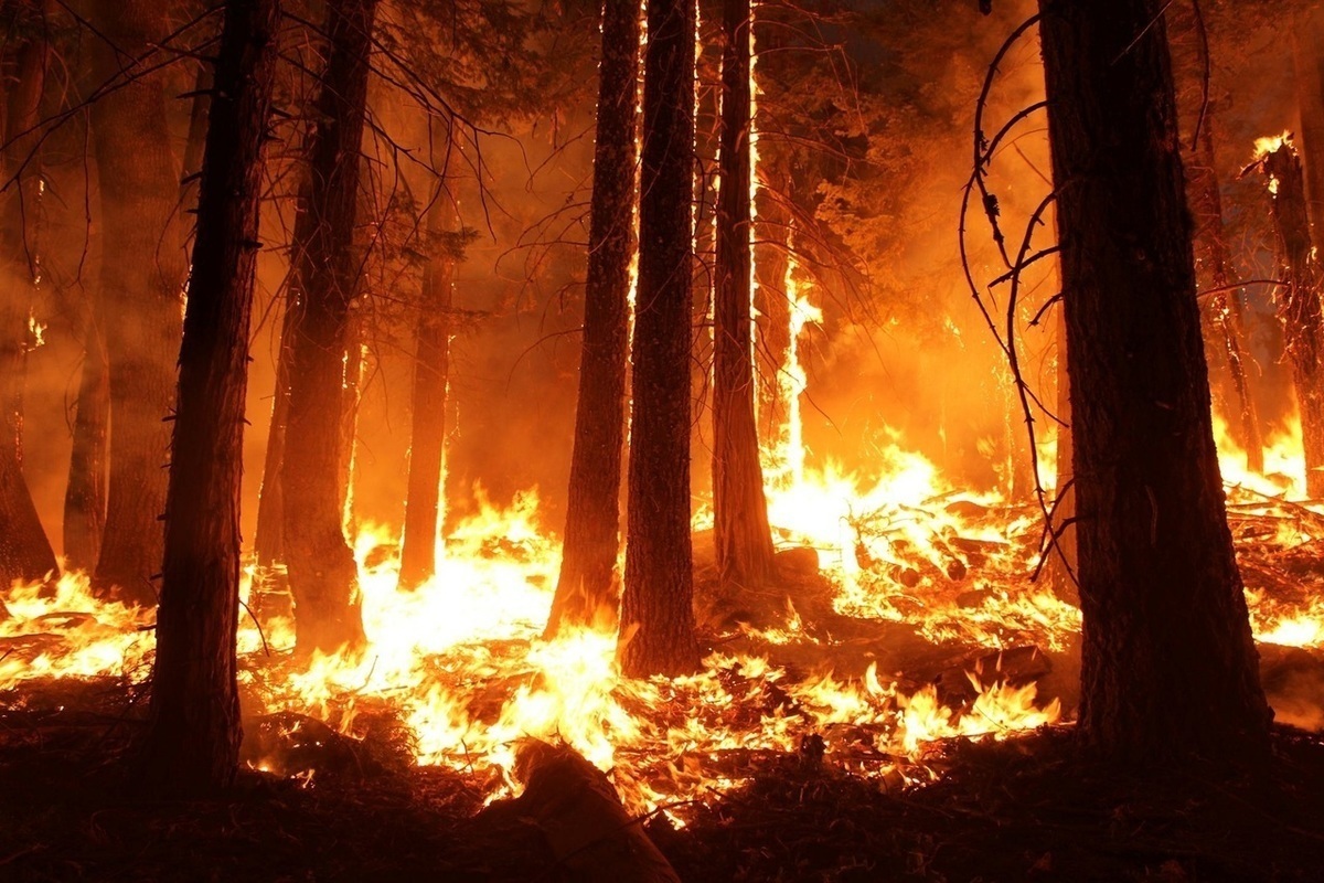 МЧС предупредило нижегородцев о лесных пожарах в наступившую летнюю жару