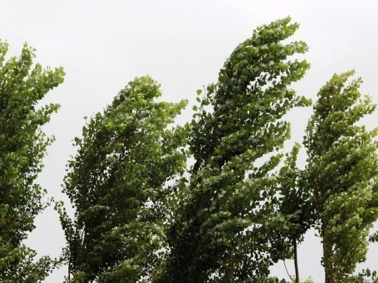 В Костромской области прогнозируются грозы, дожди и усиление ветра