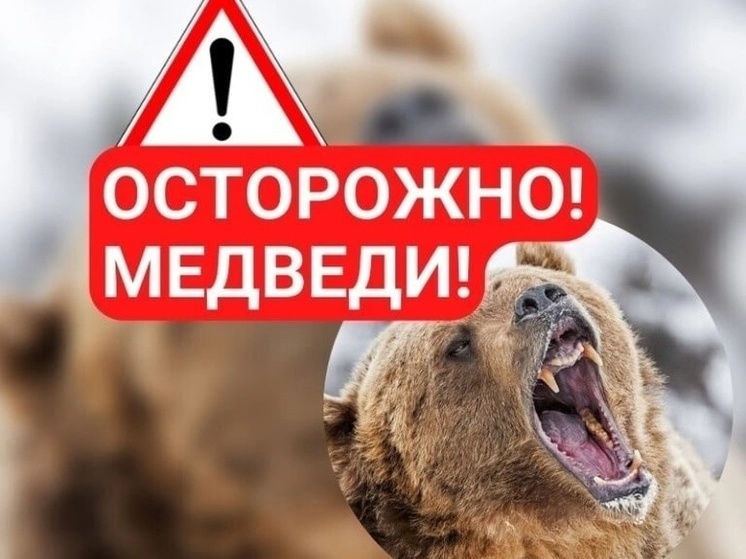 В Правохеттинский пришел медведь: ямальцев предупреждают об опасности