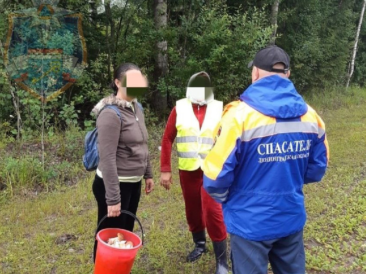 Спасатели вывели из лесов пять заблудившихся жителей Ленобласти за сутки