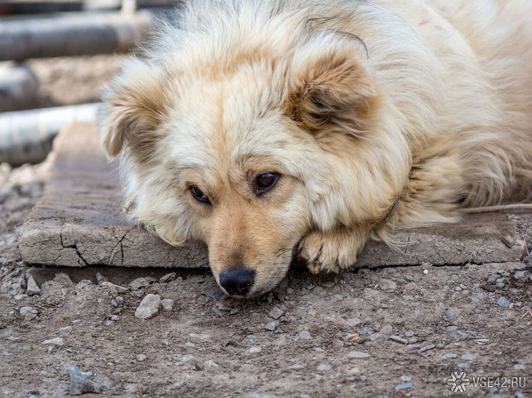 Неизвестные подбросили отраву в собачий приют в Новокузнецке