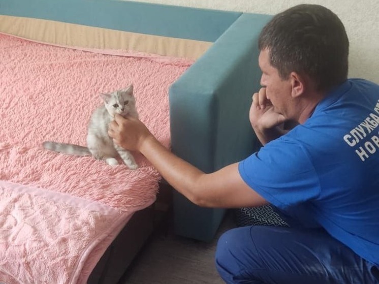 В Новороссийске спасатели сняли пластмассовое кольцо с котёнка