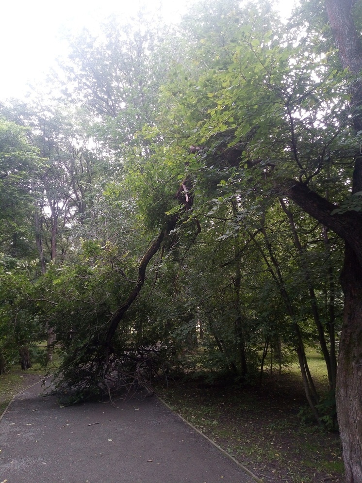 Сломанные ветви перекрывают дорожки в одном из парков в Петрозаводске