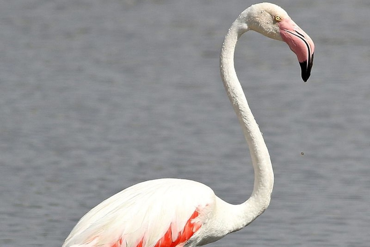 Розовый фламинго на водоёме удивил жителей Подмосковья