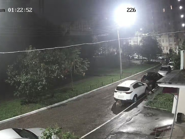 Ночью в Дашково-Песочне в Рязани бездомные собаки погрызли автомобиль