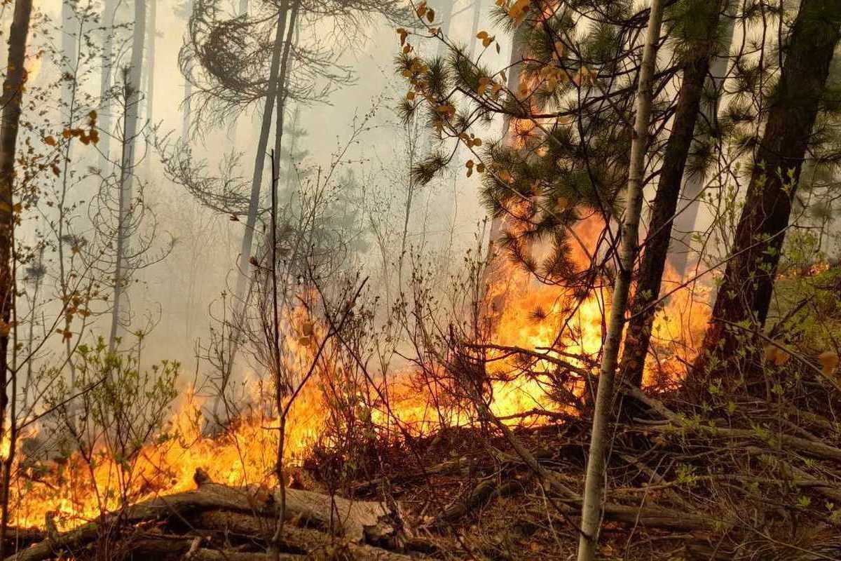 В Бурятии загорелся лес из-за сухой грозы