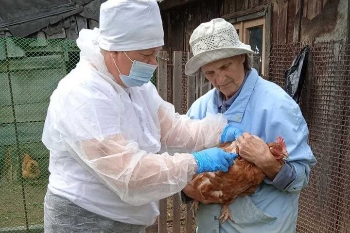 В Костромской области для предотвращения птичьего гриппа будут отстреливать чаек