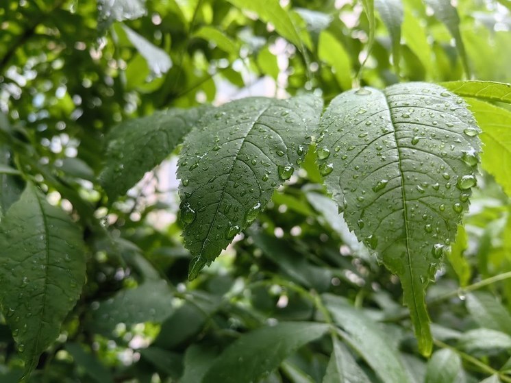 Сильные дожди ожидаются на севере Хабаровского края