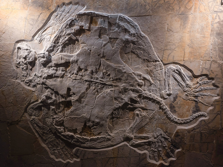 Ученые описали невиданную ранее окаменелость черепахи Юрского периода