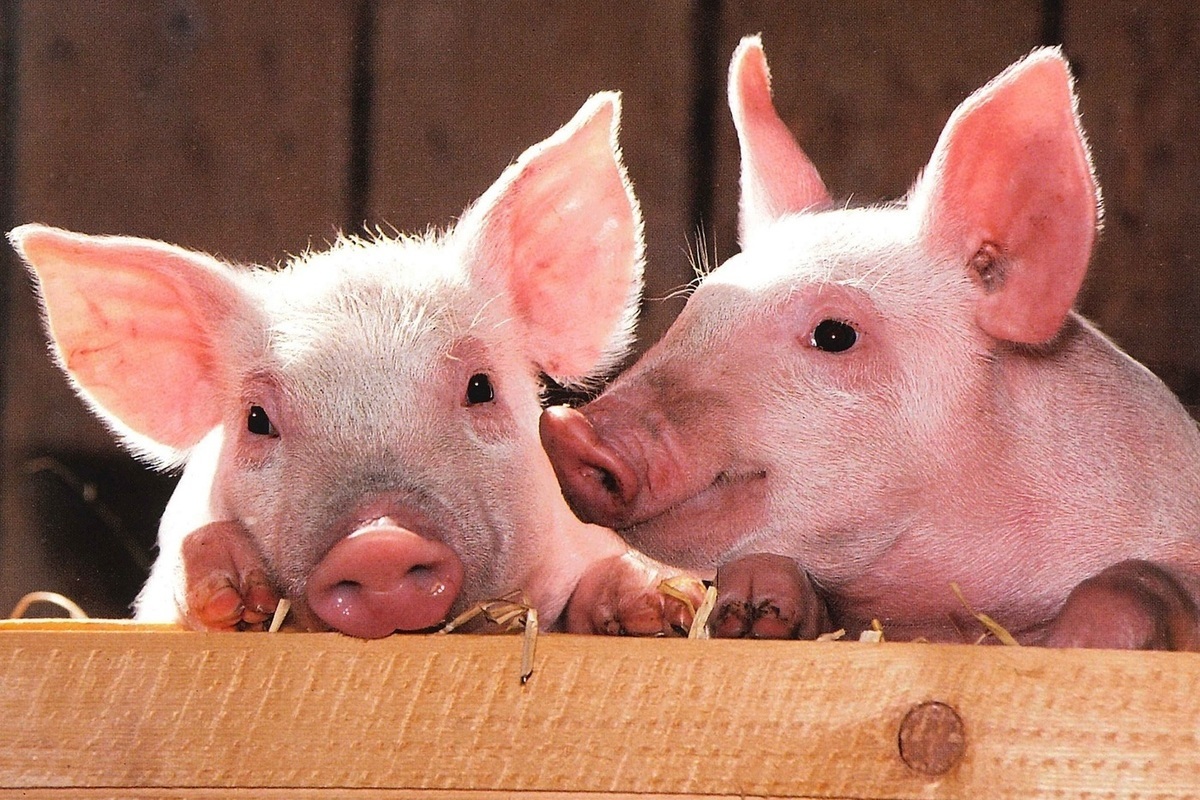 Вирус африканской чумы свиней выявили в Семеновском районе