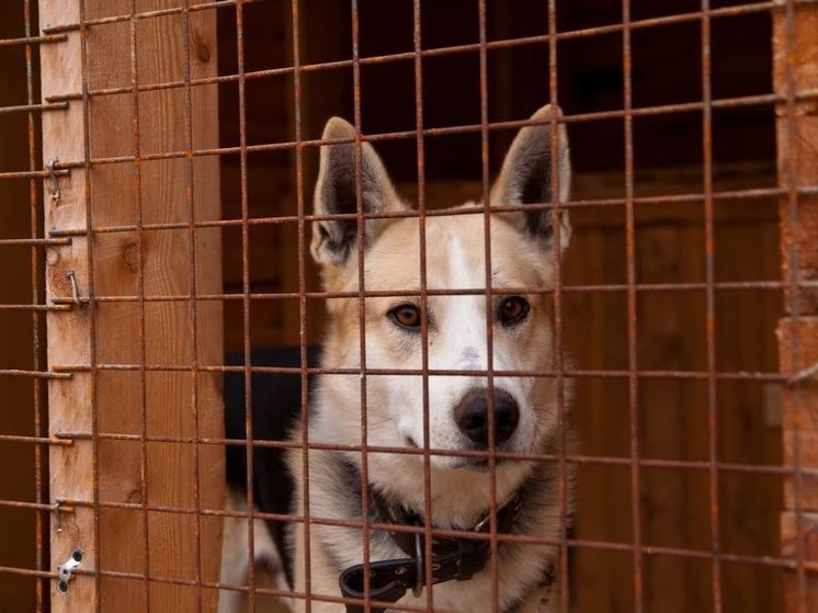 Власти райцентра Карелии собираются отправить на улицу 11 собак из скандального приюта