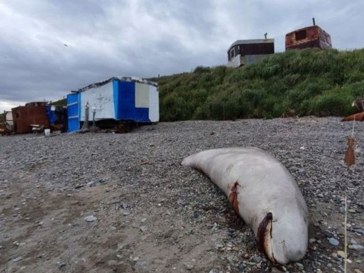 Мёртвых белух и моржей выбросило на берег лимана у столицы Чукотки