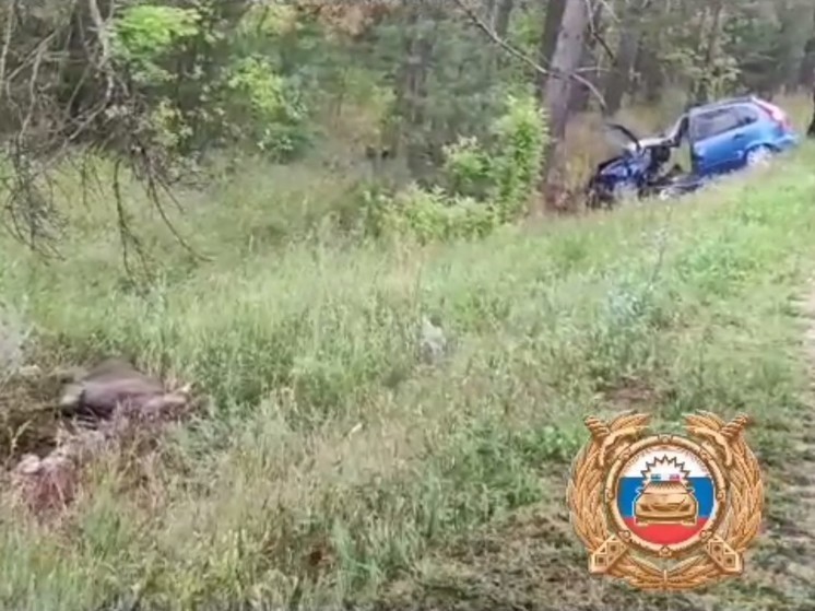 В Башкирии автомобилист погиб, сбив вышедшего на дорогу лося