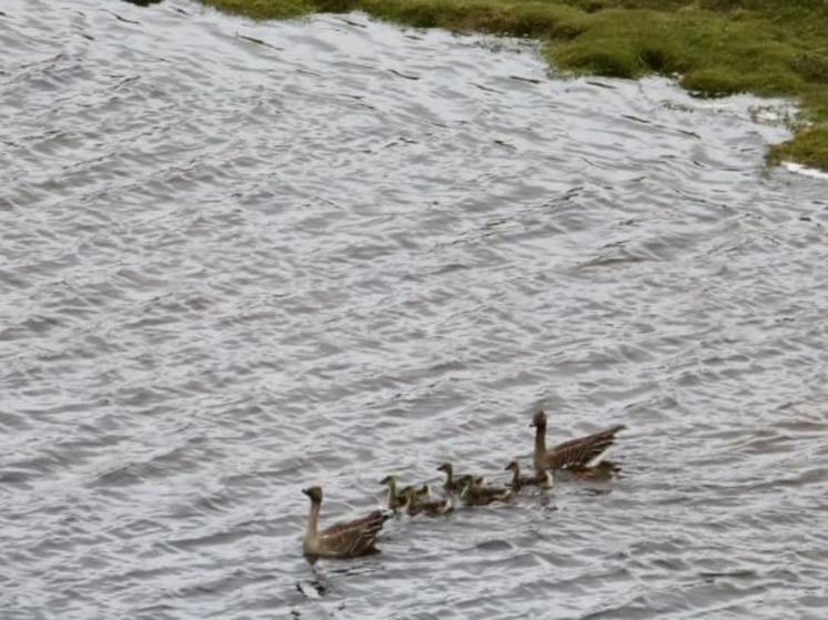 Чукотских гусей пересчитают поголовно