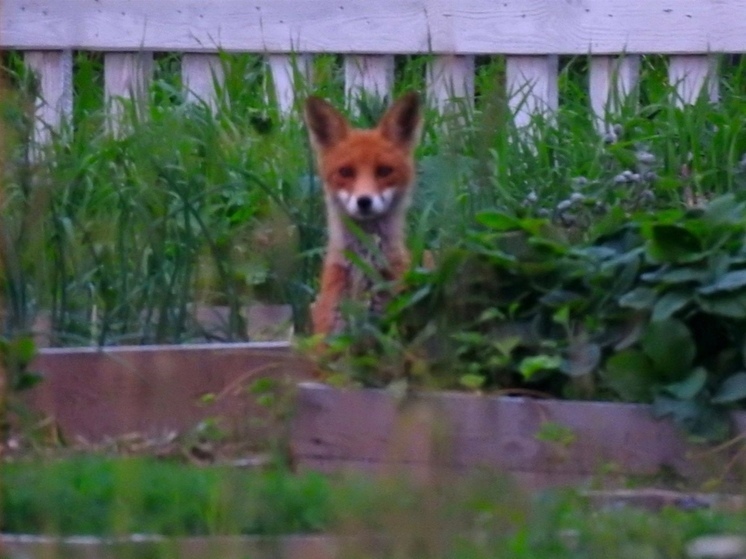 Лис полакомился клубникой в Карелии