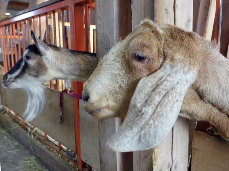 В контактном зоопарке в Москве собаки загрызли 6 коз