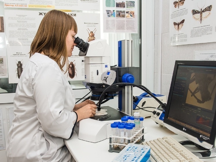 Свердловские фитосанитары поймали пожирателя семян люцерны