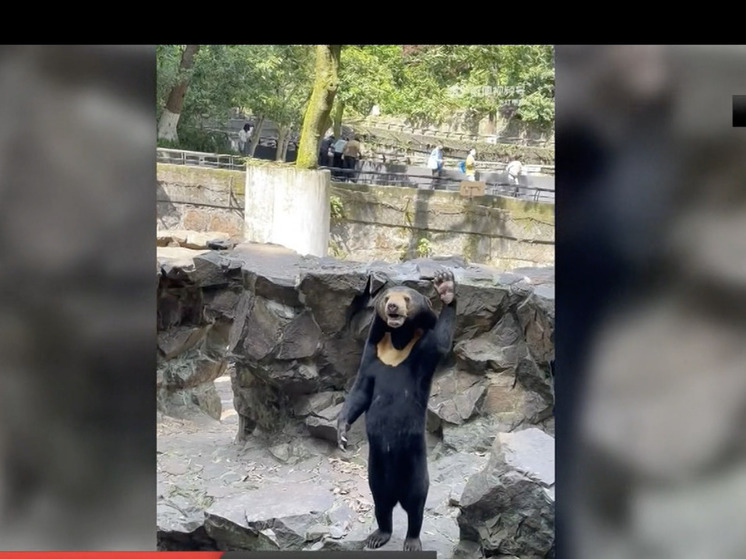 Посетители зоопарка в Китае решили, что вместо медведя в нем переодетый человек