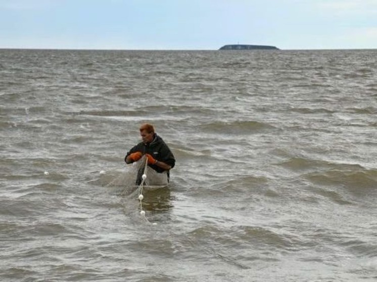 Специалисты выяснили причины малого подхода лосося в Анадырский лиман