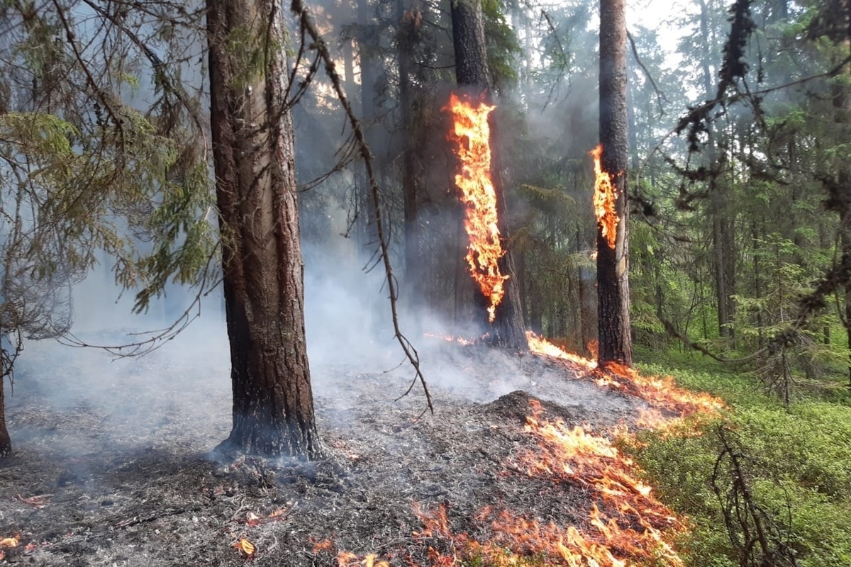 Вологодские пожарные вернулись домой после ликвидации лесных пожаров в Ханта-Мансийском АО