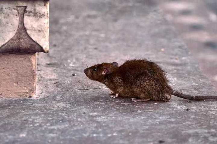 В одном из районов Тамбова идет борьба с крысами