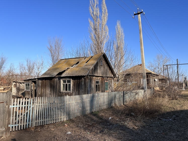 На улице в Саратове заметили гуляющего морского котика