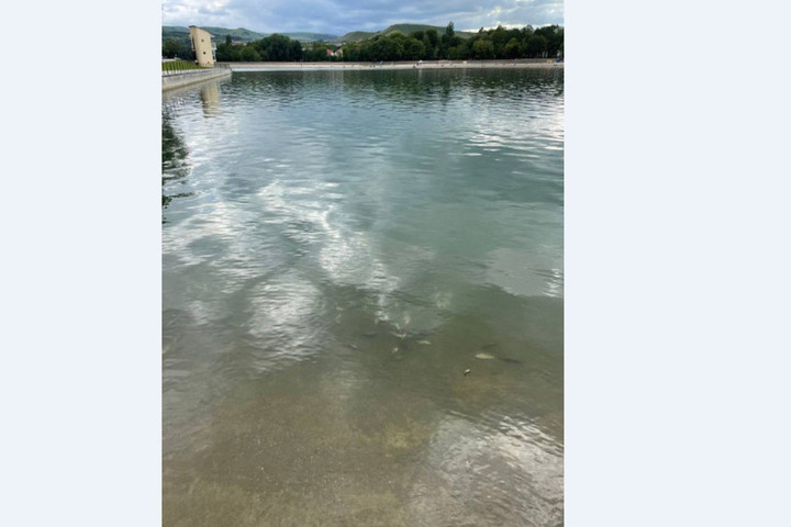 В Кисловодске на «Старом озере» у берега была обнаружена мертвая рыба