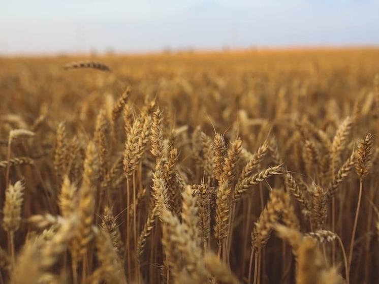 ДНР готова нарастить поставки зерна в другие регионы РФ