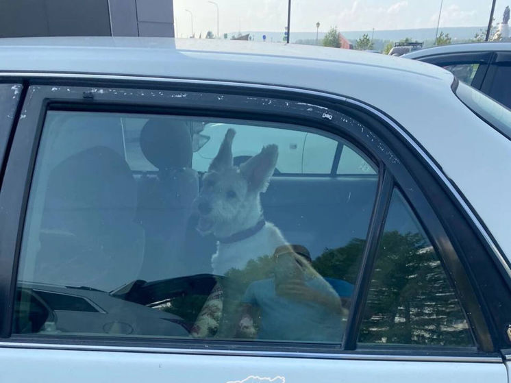 Житель Кемерова закрыл пса в автомобиле в жаркую погоду