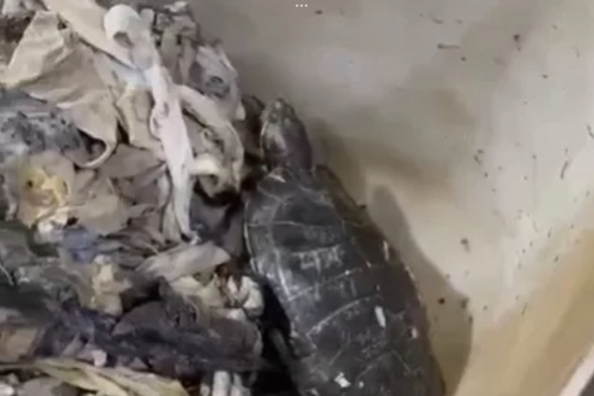 Сотрудники сочинского Водоканала нашли в сетях канализации домашнюю черепаху