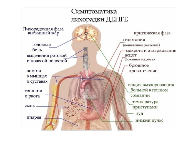Ярославцев предупреждают о тропической лихорадке