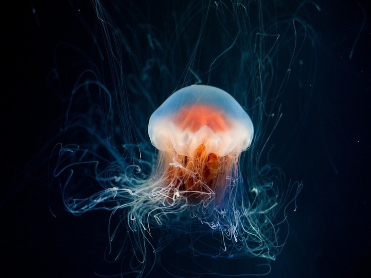 Специалисты ищут способы для отлова  медуз-корнеротов на пляжах Азовского моря