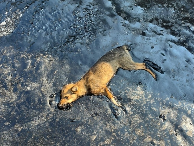 В Твери спасают маленького щенка, который угодил в большую яму с гудроном