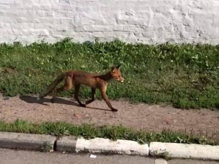 Ярославцы рассказали о лисенке, который живет в центре города