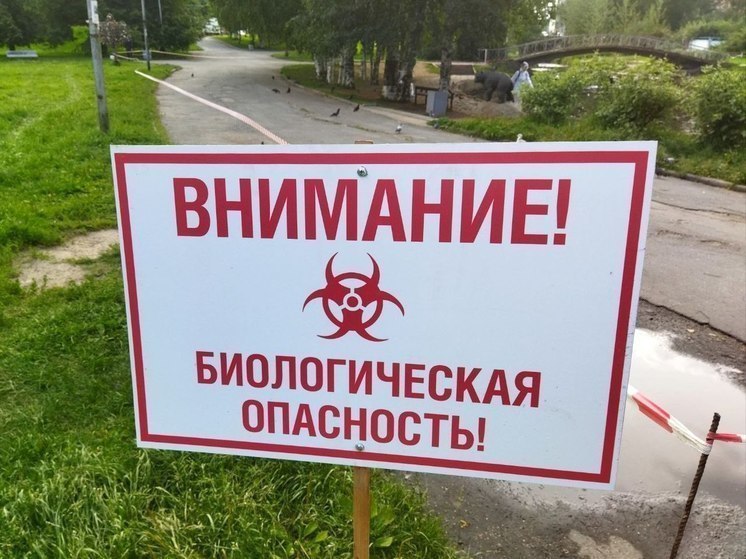 Минсельхоз Карелии: новые пробы показали отсутствие вируса птичьего гриппа