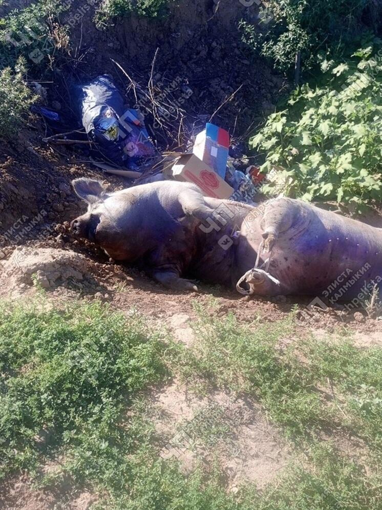 В Калмыкии выявили очаг африканской чумы свиней