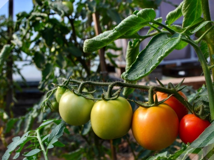Красноселькупская агрофирма вырастила 120 кг помидоров, перцев и кабачков в новой теплице