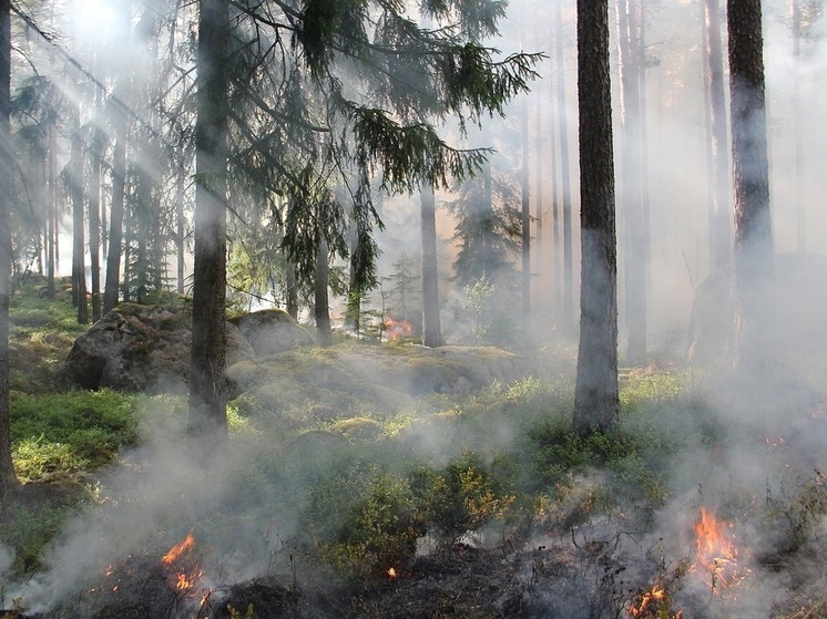 За день в Башкирии тушили два лесных пожара