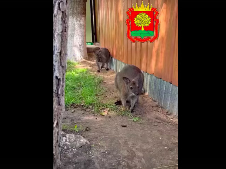 Маленькие кенгуру из Карелии поселились в зоопарке Липецка