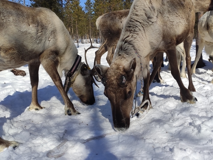 Норвежские олени наелись ягеля в Мурманской области на 340 млн рублей